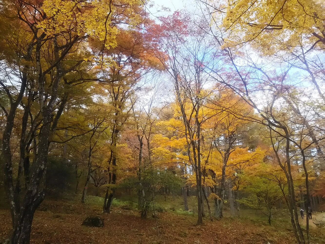 ブログ画像