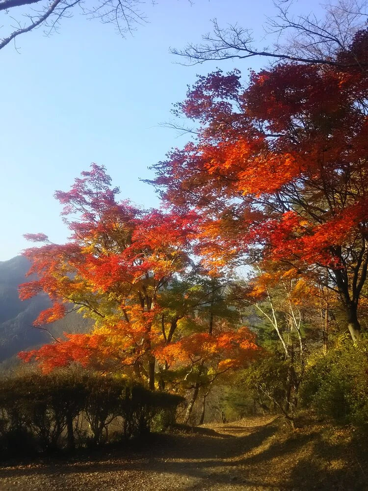 ブログ画像