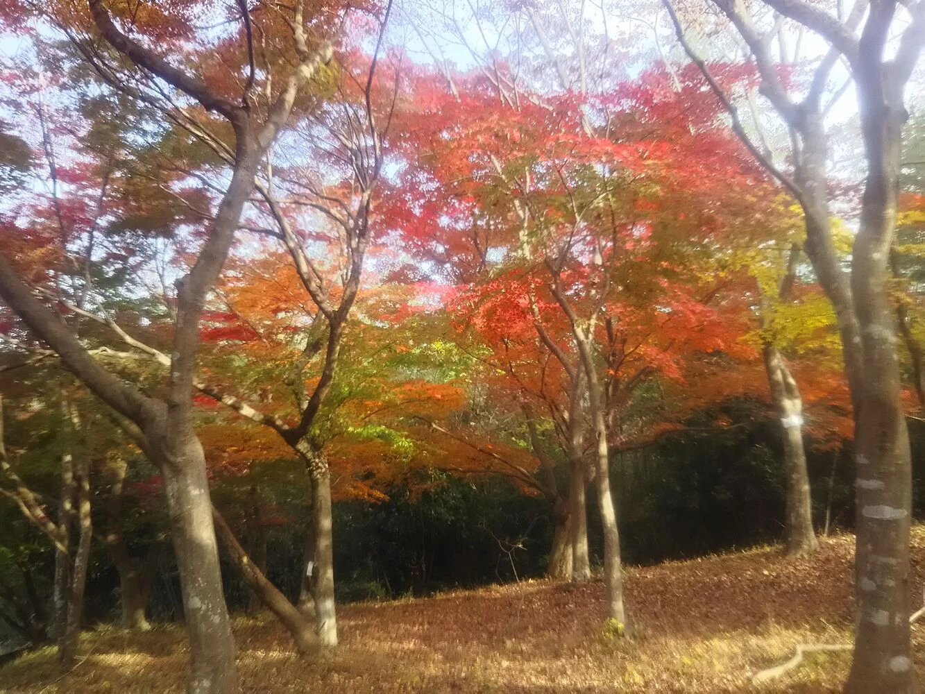 ブログ画像