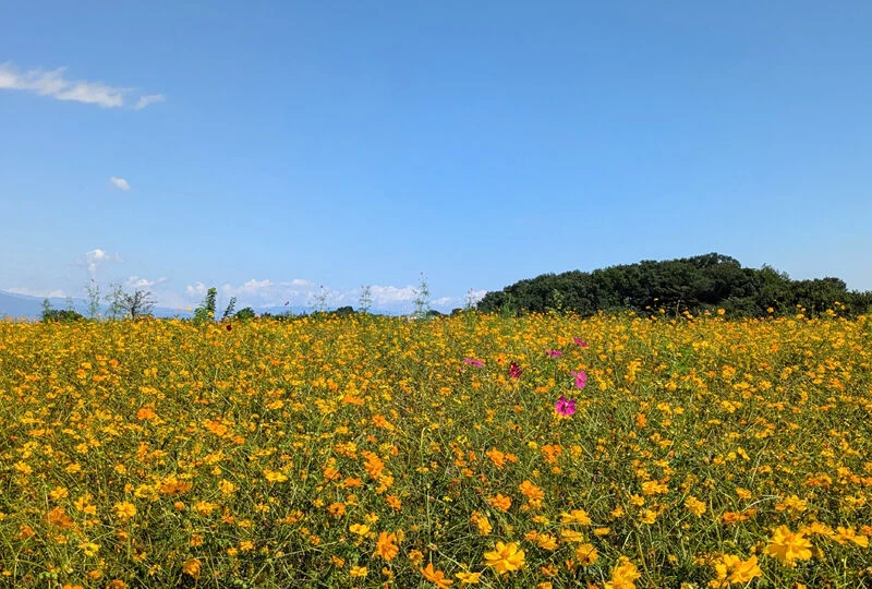 画像3321：【自分自身への慈愛と自愛について】