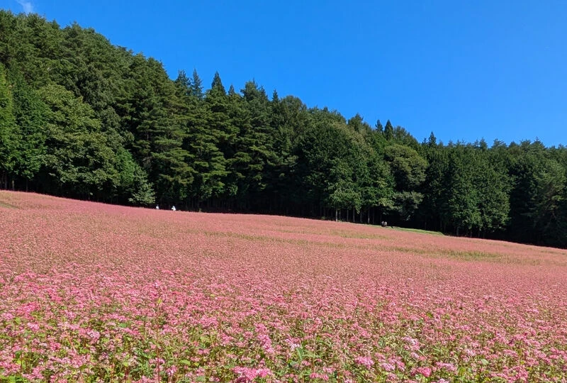 画像3334：【人とは比較しないほうが良いとは言うけれど・・・】